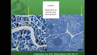 Sexual pattern and oocyte development