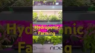 #hydroponicfarming #worldtradecenter # no soil needed, plant 🌱 grow in water 💧 or inert media..!!
