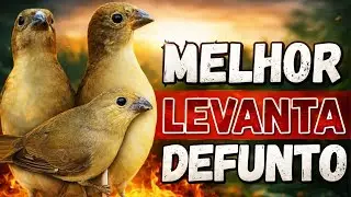Melhor Piado de f&ecirc;mea de papa capim para Foguear Papa capim tui tui com Piado de f&ecirc;mea de papa-capim
