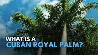 What is a Cuban Royal Palm Tree? Clearwater General Contractor Answers!