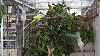 Most Beautiful Birds 🦜🦜🦜🦜