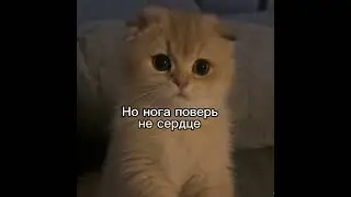 #можноврек #cat #сваты6 #art #ялюблюрисовать #рекомендациии #pets
