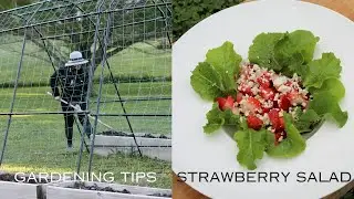 Top Gardening Tips: Growing A Vegetable Garden |Garden to Table Strawberry Lettuce Salad Recipe