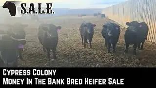 Cypress Colony-MONEY IN THE BANK BRED HEIFER SALE COWTOWN 