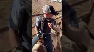 Bareback Rigging  on calf .