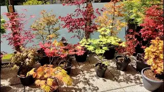 Japanese Maples - Spring Color Peak on my Balcony, May 8 '23