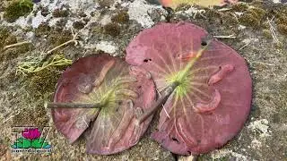 Strane sostanze gelatinose sulle foglie delle ninfee, uova di lumaca, lumache acquatiche. Lymnaea