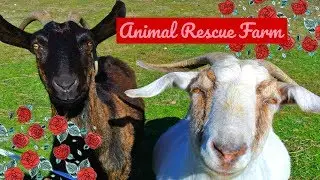 VLOG// Follow Me Around an Animal Rescue Farm - Creating Christian