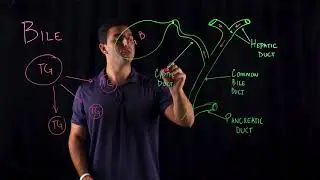 Transfer of Bile Through Digestive System