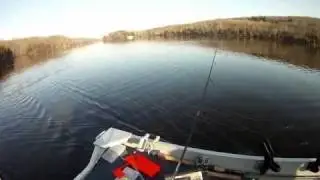 Rainbow Trout on a Sweedish Pimple