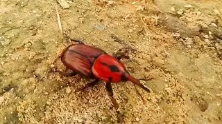 I found a  Red Palm Weevil in the forest near my house.