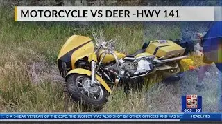 motorcycle vs deer accident