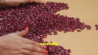 The Incredible Journey of the Green Bean!
