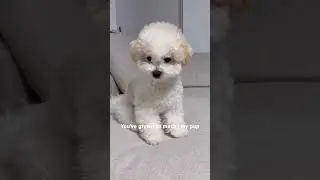 dogshorts  #아기강아지 #funnyshorts #puppy #healing #비숑프리제  #cutedog #cute #bichon#귀여운강아지짤 #petshorts