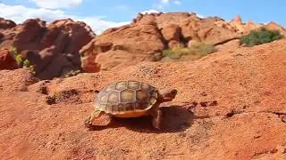 Red Cliffs Desert Reserve Visitor Center St. George Utah v1