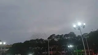 A flock looks amazing in the beautiful evening sky over Vijayawada