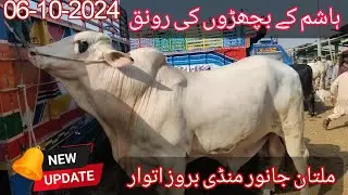 Hashim K Bachron Ny Ronak Laga Di Mandi Main Latest Updates Sunday 06-10-2024