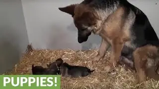 German Shepherd mom fascinated by her puppies