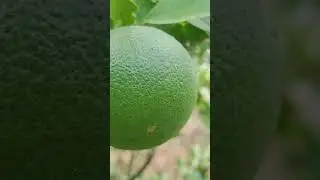 Grafting Young Green Shoots Of Orange Tree On Lemon Tree Budding Orange Cultivation Technique2023