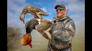 RAMSEY RUSSELL'S FEATURED DUCK SPECIES: RED-CRESTED POCHARD
