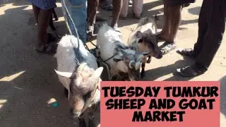 Sheep and goat market tumakur @ tiptur kala madhyama 