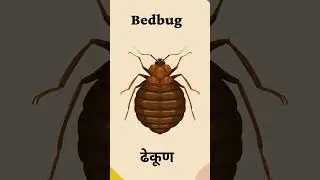 Insects  #education #insects #insectsnameforkids  #enviornment #animals #typesofanimals