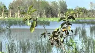 Martin County's Kitching Creek Flow Way Project