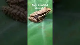 Hunt beautiful insects‼️ Hunting Lizard, grasshopper, beetles, Frog,bee