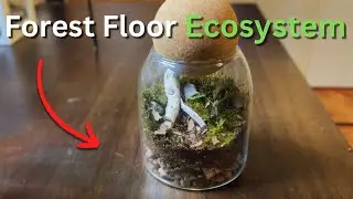 I Created A Stunning Forest Floor Ecosystem