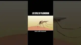 Life 🧬 cycle of PLASMODIUM. #biology#plasmodium#malaria#mosquito.