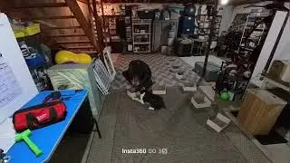 Mickey - Open Containers & 3 Interior Searches - 1/27/26