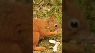 Squirrels Are SECRETLY Saving the Planet!