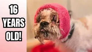 He gets shaved all year around.