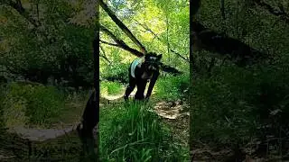 новая маска!! #квд #quadropist #therian #quads #theriantropy #териан #therianthropy #квадробика