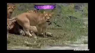 Bite force is not matter. Crocodile know his bite force more than lion but he know he is not a king.