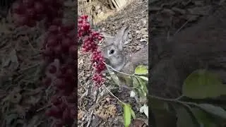Apt #singer #apt #music #asmr #animals #rabbit