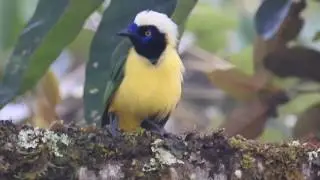 Inca Jay