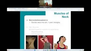 CG / BIO160 - Muscles of the Head, Neck, and Trunk