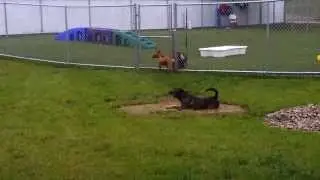 Innovative Dog Training & Education with Hope Rescue - mud bath