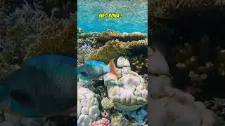 Bicolour parrotfish #hewanlaut #faktahewan #faktaunik