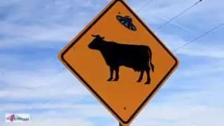 Cattle Abduction by UFO? New Mexico Road Sign