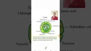 stomata ,guard cell