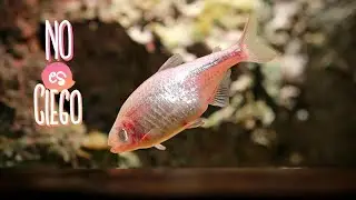 Curiosidades de tus peces: Parte 2
