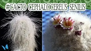 #Suculentadodia! | Cephalocereus Senilis ou cabeça de velho