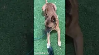 Scooby #MariaTheDogTrainer #OptToAdopt #OrangeCountyAnimalServices