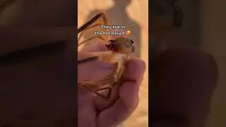 Unbelievable Encounters: Camel Spider Bites Finger!
