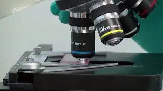 Unvalidated DNA methods among concerning findings in HPD crime lab audit