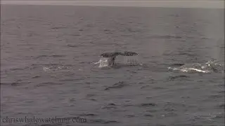 1 20 26WW1.20.26 Gray Whales on the Check Mate. #Monterey #MontereyBay