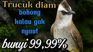 suara trucukan gacor ROPEL NGALAS, pancingan trucukan agar bunyi jadikan burung trucuk nyaut gacor