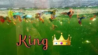 King of BUTTERFLY Guppy Fish.